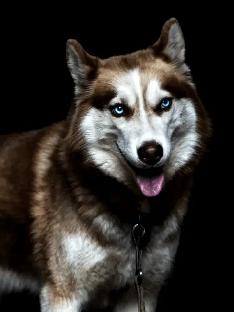 woolf like dog
